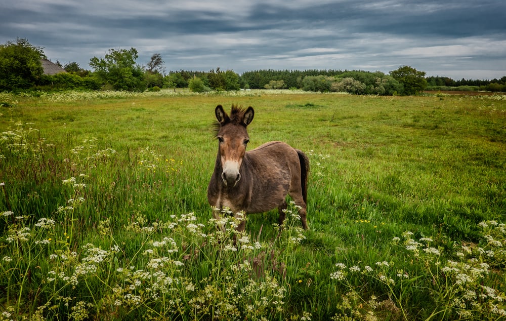 9 Livestock Hybrids You Should Know About