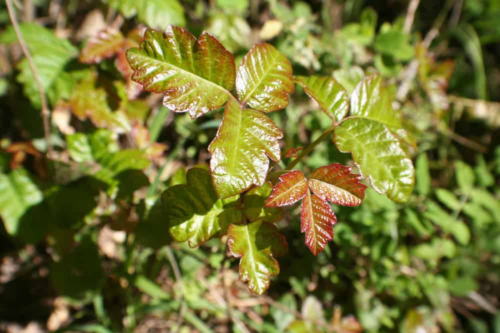 Roble Oak Rash 10 Common Plants on The Homestead That Cause Skin Irritation
