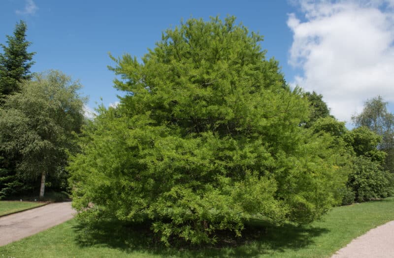 5 Favorites: Wind-Resistant Trees - Gardenista