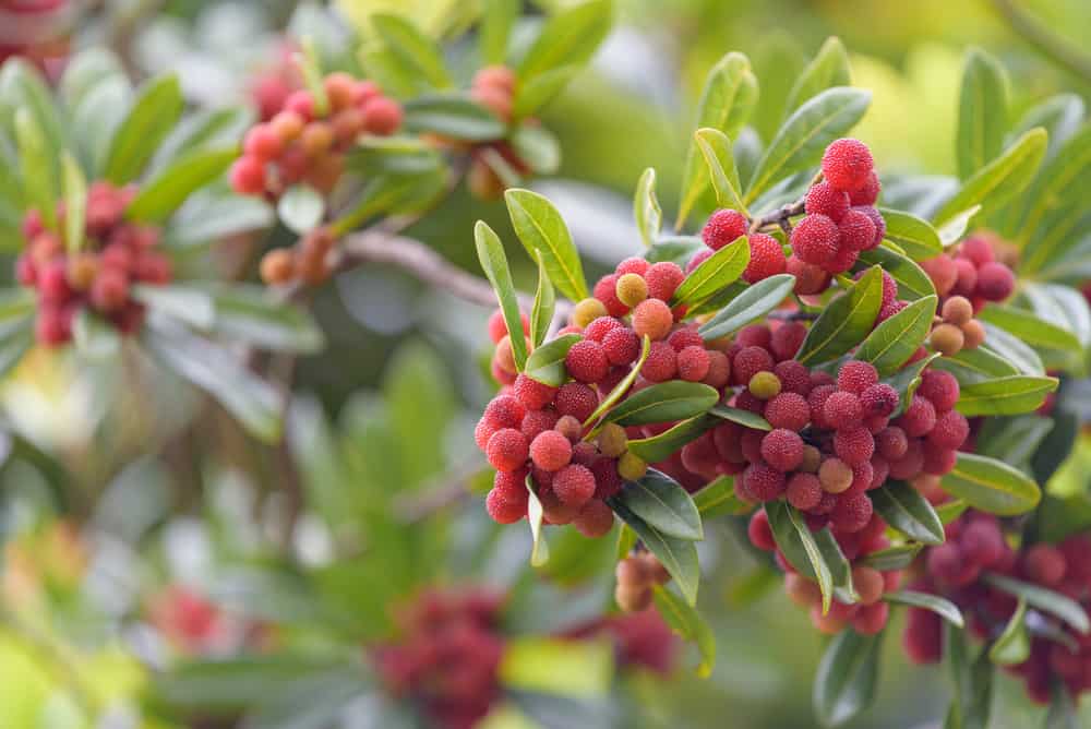 25 Wind Resistant Plants for Your Garden