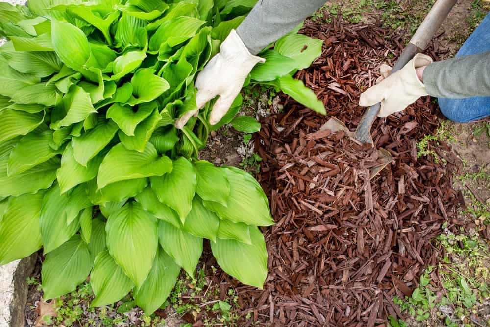 Growing Hostas: How to Plant and Care For Plantain Lilies