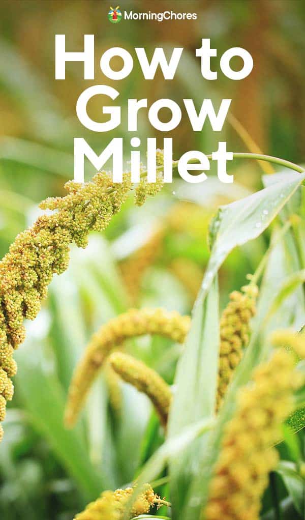 Growing Of Millet At Lawrence Henderson Blog Growing Of Millet At Lawrence Henderson Blog