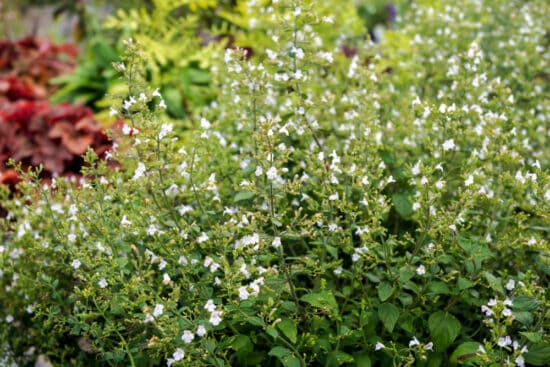 Growing Calamint: How to Plant, Care For and Harvest Calamint