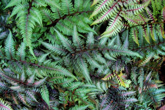 The Secret to Growing Ferns Successfully Indoors or Outdoors