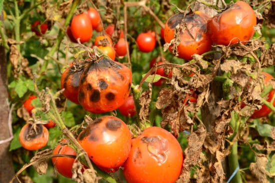 Early and Late Tomato Blight: How to Stop Them From Destroying Your Harvest