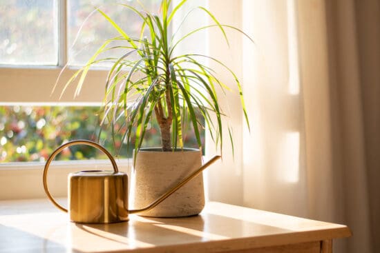 All About Growing Easy-to-Care-For Dracaena Plants