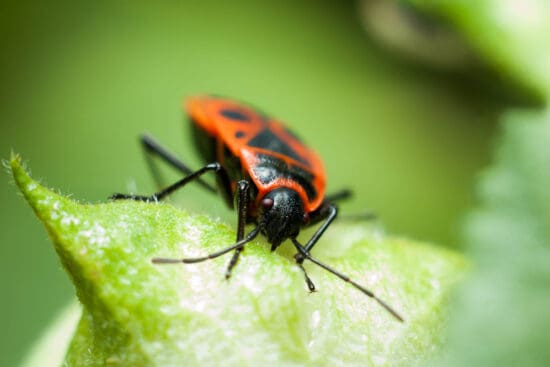 How to Identify and Get Rid of Boxelder Bugs