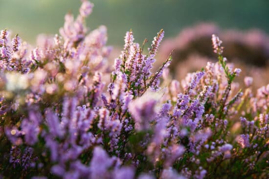 How to Plant, Grow, and Care for Heather