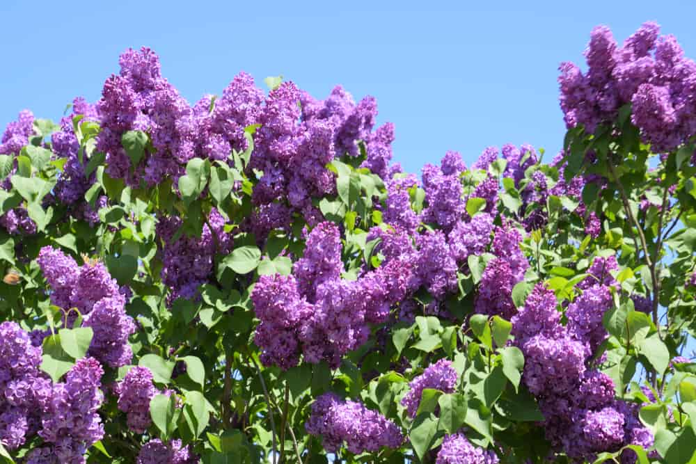 How to Grow and Care For Lilacs in the Garden
