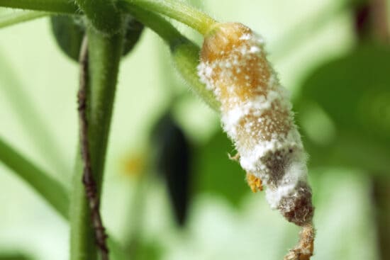 White Mold on Plants: How to Identify and Deal With Sclerotinia Rot
