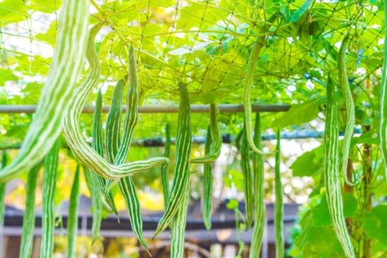 26 Unusual Vegetables Worth Growing in Your Garden