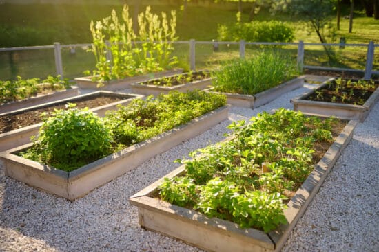 How to Create the Perfect Raised Bed Garden