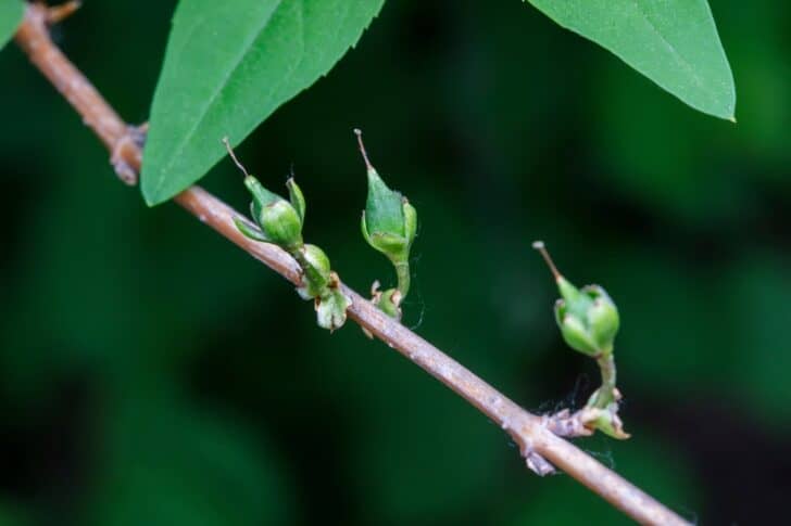 Can Dogs Eat Wild Forsythia photo