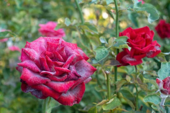 How to Identify and Control Powdery Mildew on Roses