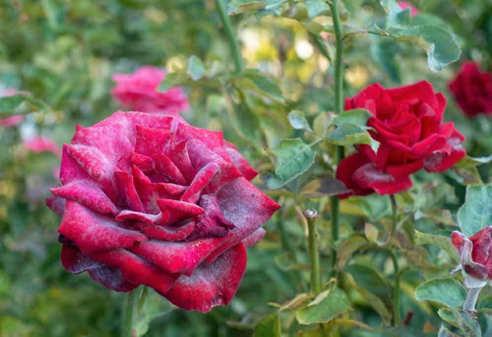 How to Identify and Control Powdery Mildew on Roses