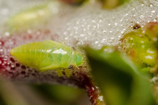 What’s That Foam on My Plants? Get To Know Spittlebugs