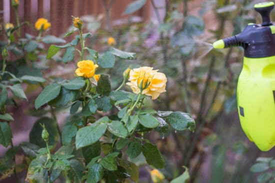 Botrytis Blight: How to Identify and Control This Fungal Disease