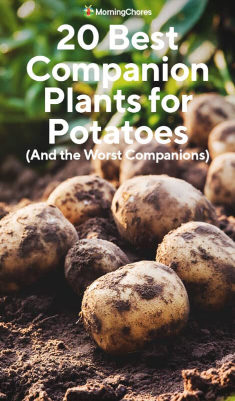 Image of Potatoes companion plant for chickpeas