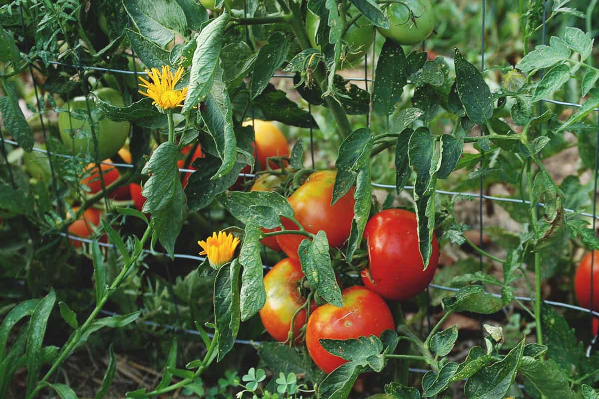 Image of Tomatoes and amaranth companion planting