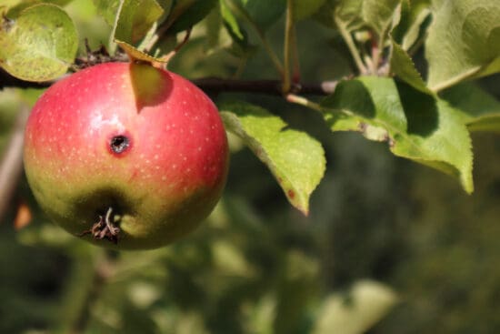 12 Common Problems When Growing Apples and What to Do About Them