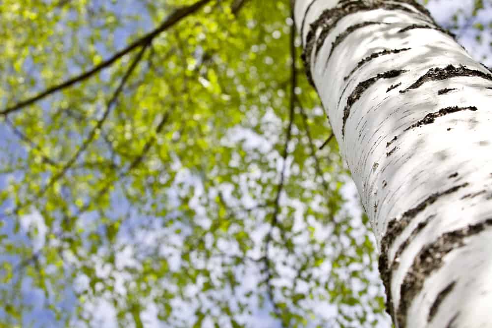 Birch Trees: How to Plant, Grow and Care For An American Classic