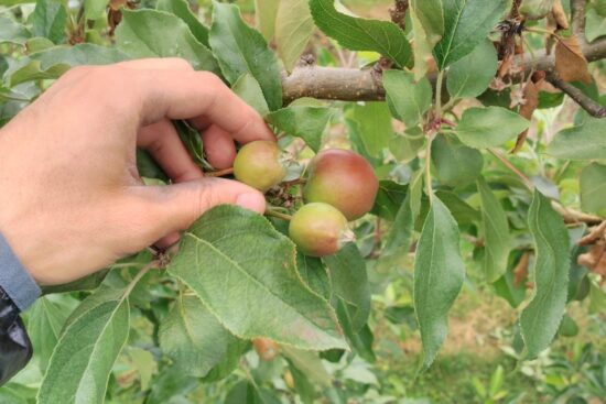 Thinning Fruits: How to Do It and Why It’s Essential