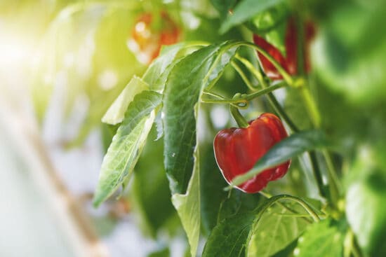18 of the Best Pepper Companion Plants (and 3 of the Worst)