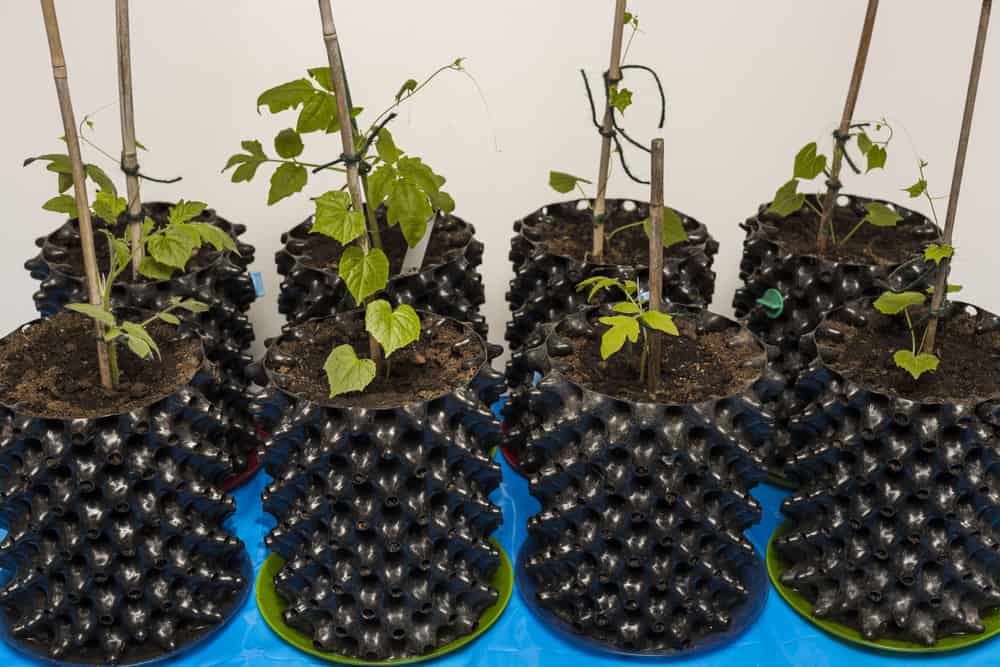 Why You Should Be Using Air Pots on Your Homestead