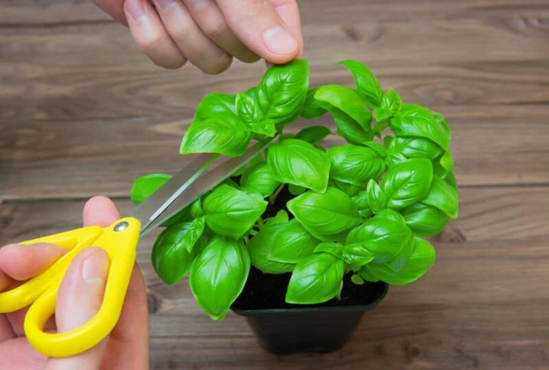 Basil Growing Process How to Grow Basil from Cuttings