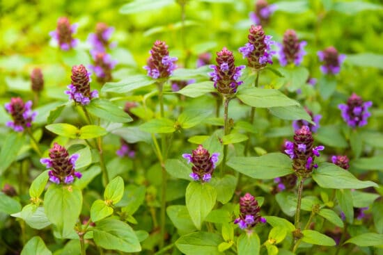 Growing Self-Heal Plant For Your Homestead Medicine Cabinet