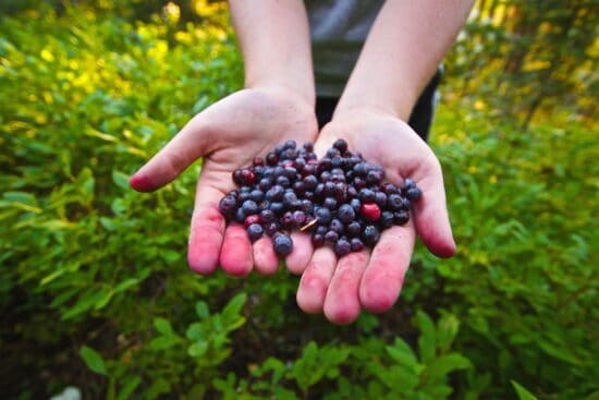 Growing Huckleberries: Best Species, Planting, Care, and Harvest