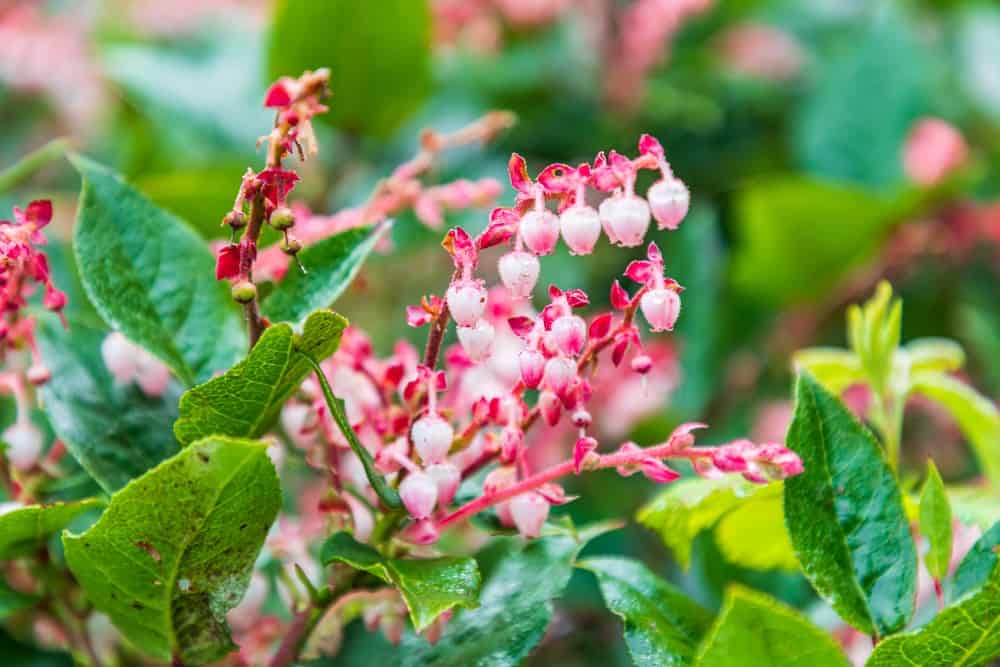 Growing Salal For Food and Beauty in Your Home Garden