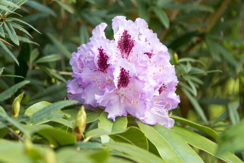 How to Plant, Grow and Care For Rhododendrons