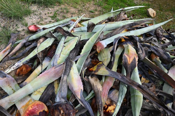 Everything You Need To Know About Growing Agave