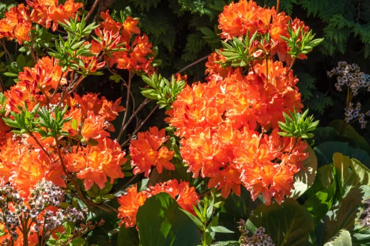 How to Plant, Grow and Care For Rhododendrons