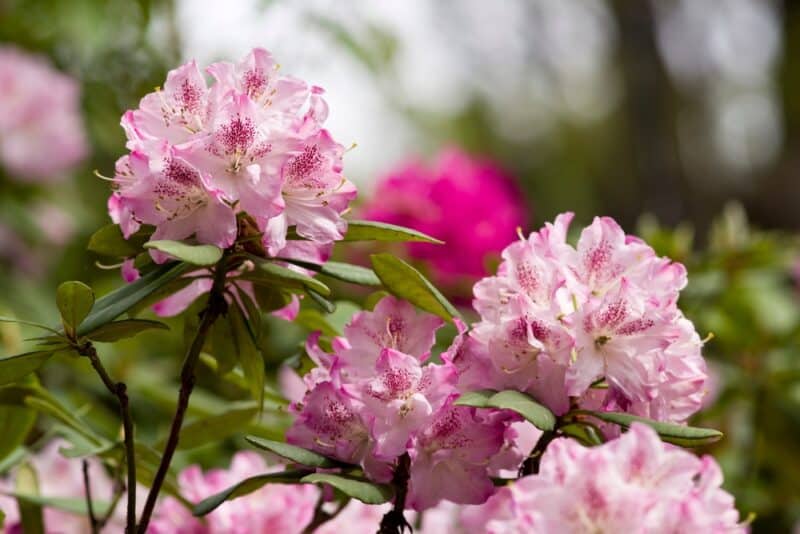 How to Plant, Grow and Care For Rhododendrons