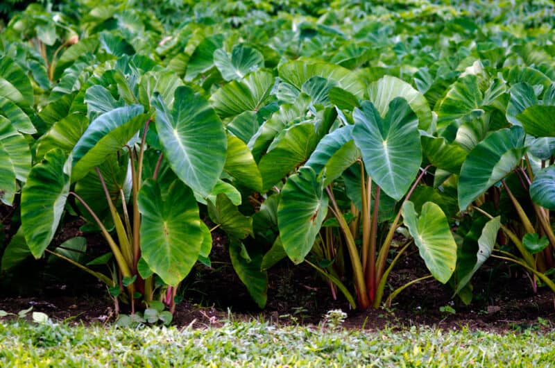 How to Plant and Care For This Marvelous Root Veggie