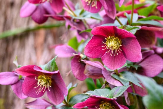 Growing Hellebores: How to Plant and Care for This Winter Bloomer