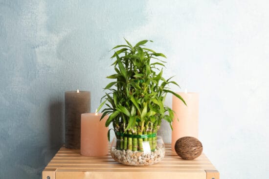 How to Grow and Care for Lucky Bamboo in Your Home 