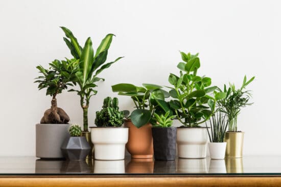 How to Choose the Perfect Container for Your Houseplants