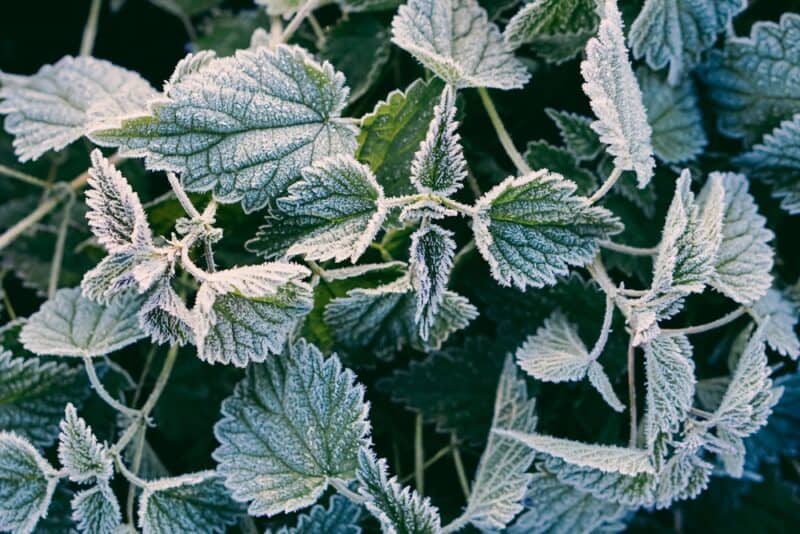 22 Edible and Medicinal Plants You Can Forage in the Winter