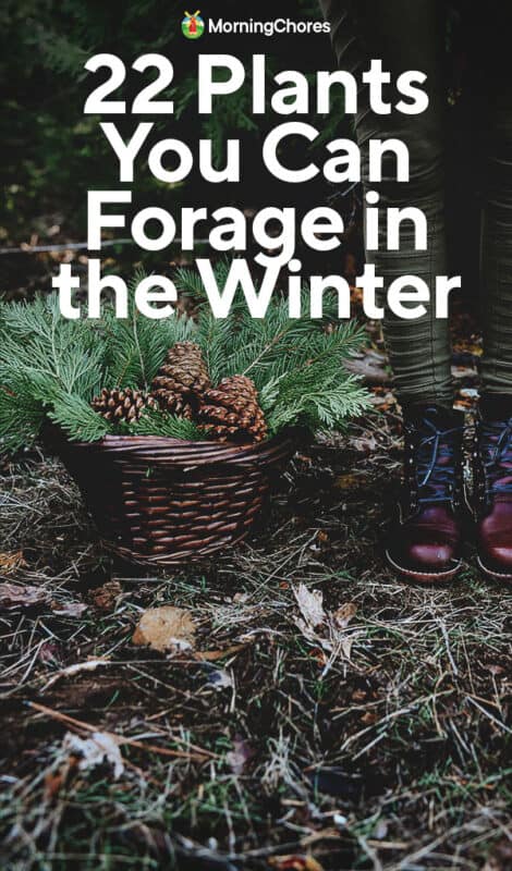 22 Edible and Medicinal Plants You Can Forage in the Winter