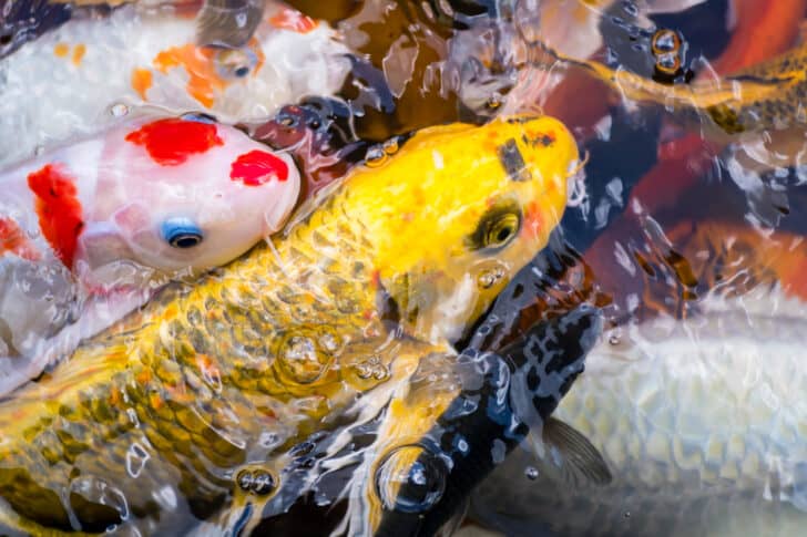 How to Convert a Swimming Pool or Koi Pond for Fish Farming