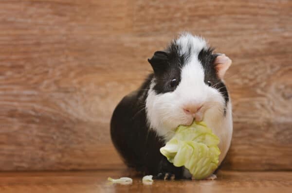 10 Reasons Why Guinea Pigs are the Perfect Homestead Pet