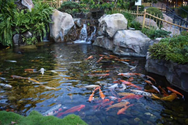 How to Convert a Swimming Pool or Koi Pond for Fish Farming