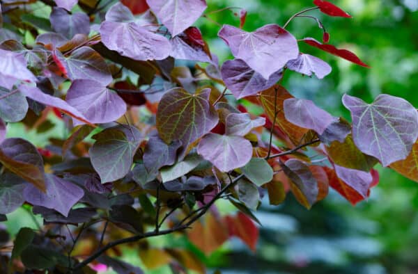 Growing Redbuds: How to Plant and Care for These Spring Superstars
