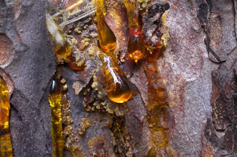 5 Uses for Pine Sap: How to Harvest and Utilize Pine Resin - 2024 -  MasterClass