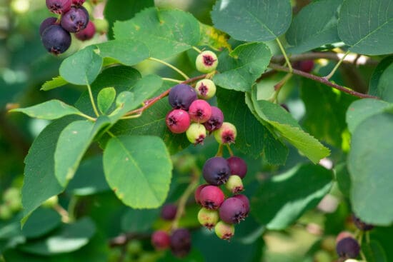 Your Foolproof Guide to Growing Delicious Serviceberries