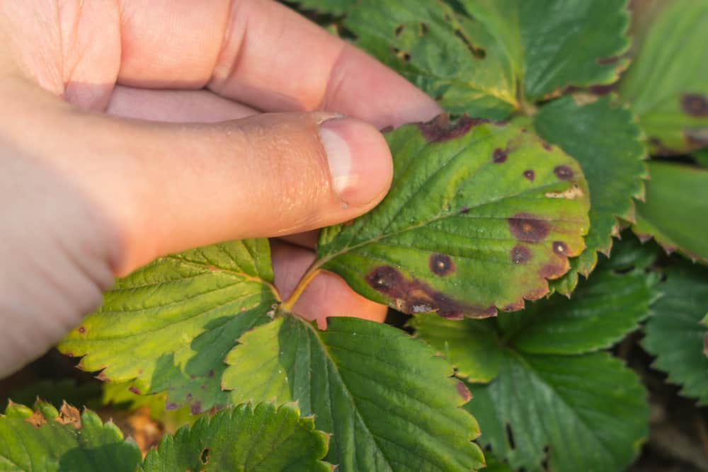 10 Common Strawberry Diseases How to Deal With Them