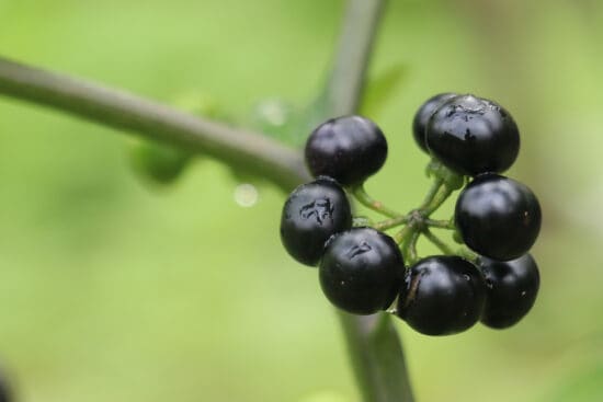 How to Forage and Use Nightshade